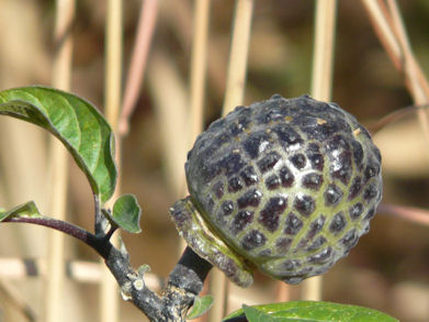 Seedpod on a Japanese Bush